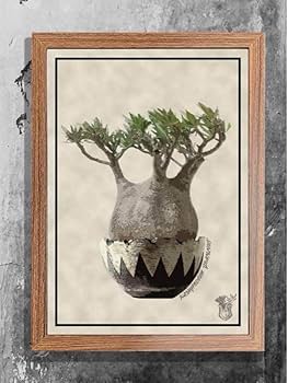 非売 Pachypodium Flower ポスター 光沢紙 額装付 グラキリス 非売 Pachypodium Flower ポスター 光沢紙 額装付 グラキリス